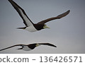 A pair of boobies flying over the Pacific Ocean near the Ogasawara Islands 136426571