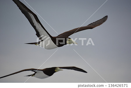 A pair of boobies flying over the Pacific Ocean near the Ogasawara Islands A pair of boobies flying over the Pacific Ocean near the Ogasawara Islands 136426571