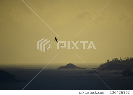 東日本大地震後，一隻海鳥飛越三陸海岸 136426592