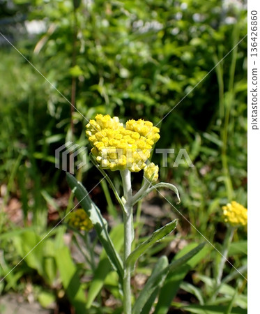 Hako Kussha之花 136426860