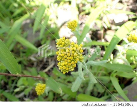 Flower of Hako Kussha Flower of Hako Kussha 136426862