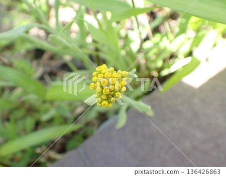 Hako Kussha之花 Hako Kussha之花 136426863