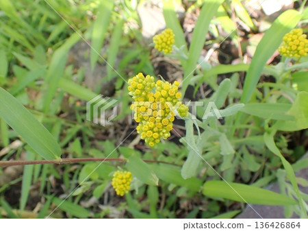 Hako Kussha之花 Hako Kussha之花 136426864