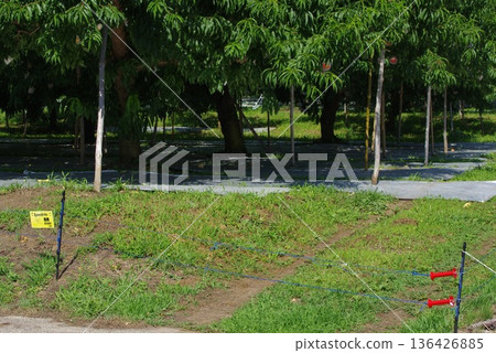 桃園中電圍籬的入口與出口 桃園中電圍籬的入口與出口 136426885