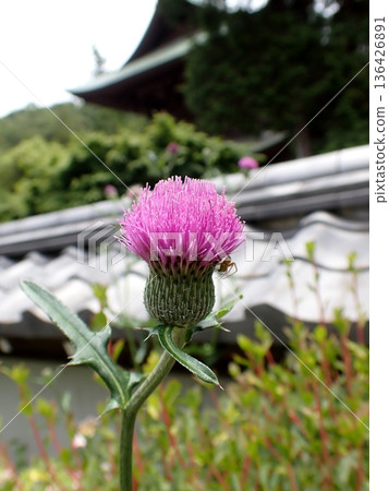 Thistle flowers Thistle flowers 136426891