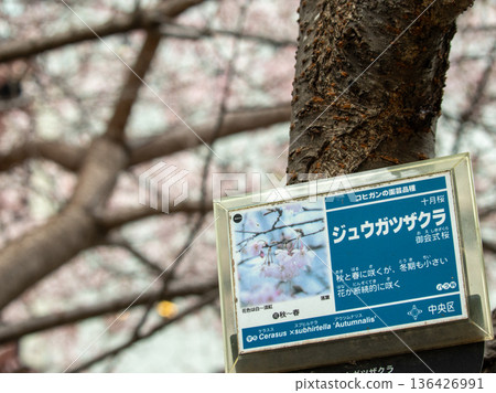 October cherry blossoms in Tokyo 136426991