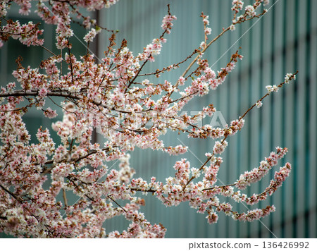 October cherry blossoms in Tokyo October cherry blossoms in Tokyo 136426992