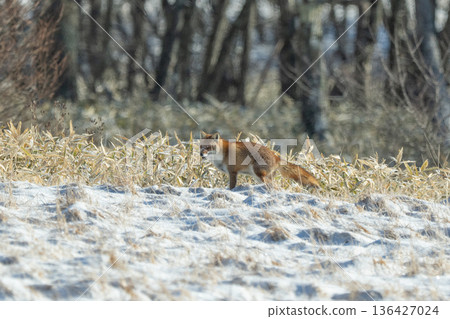Fox Fox 136427024