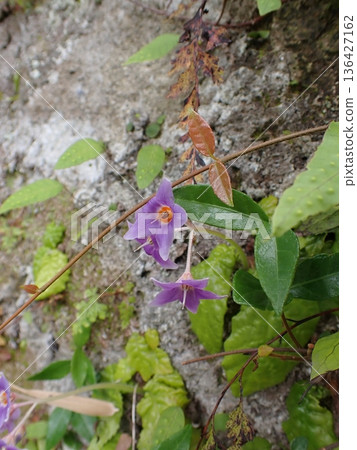 鎌倉岩尼古丁花 136427162