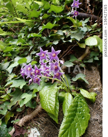 鎌倉岩尼古丁花 136427165