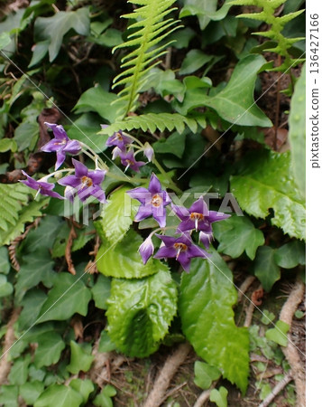 鎌倉岩尼古丁花 136427166