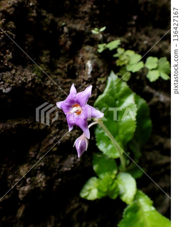 鎌倉岩尼古丁花 136427167