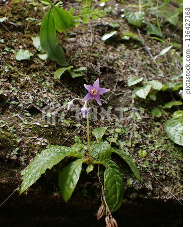 Rock nicotine flower, Kamakura Rock nicotine flower, Kamakura 136427168