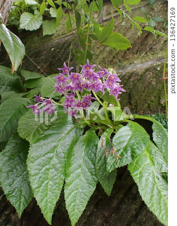 Rock nicotine flower, Kamakura Rock nicotine flower, Kamakura 136427169