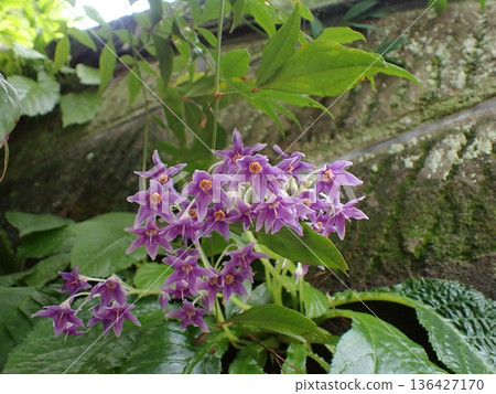 鎌倉岩尼古丁花 136427170