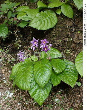 Rock nicotine flower, Kamakura Rock nicotine flower, Kamakura 136427177
