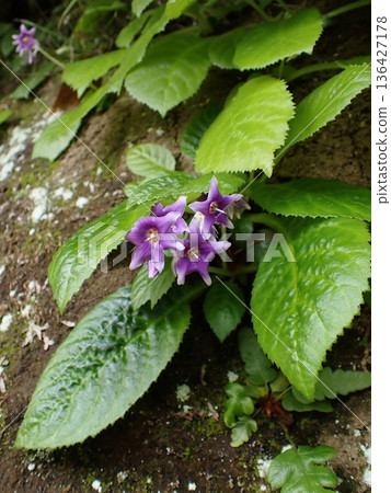 鎌倉岩尼古丁花 136427178