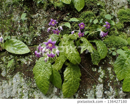 鎌倉岩尼古丁花 136427180