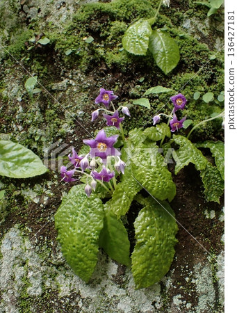 Rock nicotine flower, Kamakura Rock nicotine flower, Kamakura 136427181