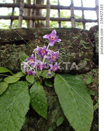 鎌倉岩尼古丁花 136427183