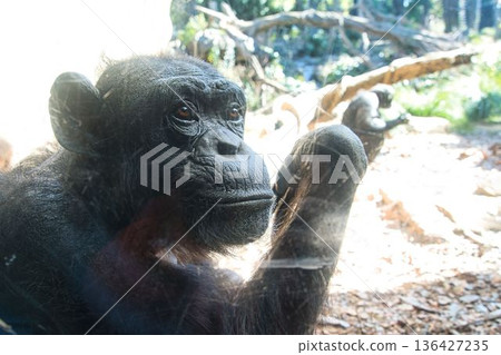 Chimpanzee staring at something Chimpanzee staring at something 136427235