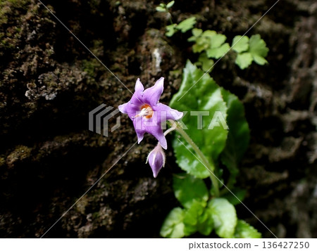 鎌倉岩尼古丁花 鎌倉岩尼古丁花 136427250