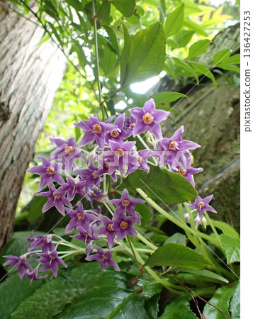 鎌倉岩尼古丁花 136427253