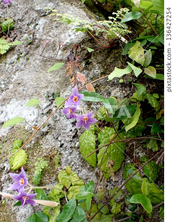 Rock nicotine flower, Kamakura Rock nicotine flower, Kamakura 136427254