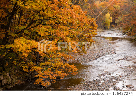 北海道的秋天：潺潺的河水和美麗山谷中金色的秋葉 136427274