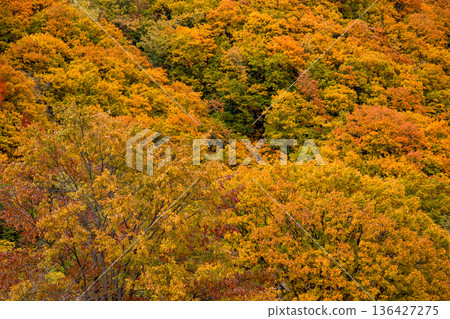 北海道的秋天：金色的秋葉覆蓋著山坡，森林紋理豐富多彩。 136427275