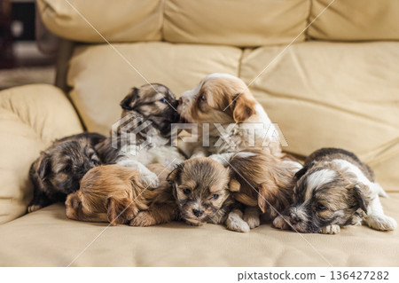 Six Havanese dog puppies cuddling and playing together on a beige leather sofa indoors, fluffy young pets resting in a warm and cozy home scene Six Havanese dog puppies cuddling and playing together on a beige leather sofa indoors, fluffy young pets resting in a warm and cozy home scene 136427282