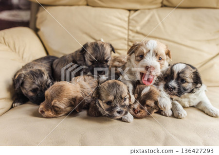 Seven Havanese dog puppies cuddling and yawning together on a beige leather sofa indoors, fluffy young pets resting in a warm and cozy home scene Seven Havanese dog puppies cuddling and yawning together on a beige leather sofa indoors, fluffy young pets resting in a warm and cozy home scene 136427293