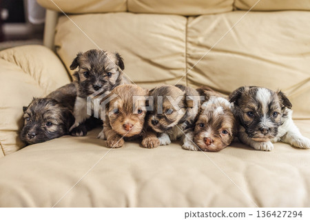 Six Havanese dog puppies lying in a row on a beige leather sofa indoors, fluffy young pets resting together in a cozy home setting 136427294