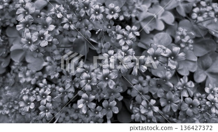 A cluster of small flowers of Oxalis punctata in full bloom. A delicate plant texture expressed in monochrome photography. 136427372