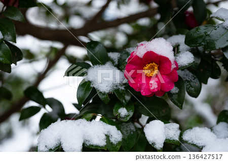 雪中的山茶花特寫 136427517