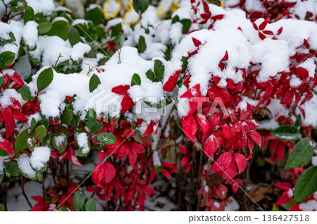 雪覆南天竹的紅葉和日本黑莓的藍色果實 雪覆南天竹的紅葉和日本黑莓的藍色果實 136427518
