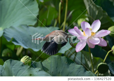 Yoshigoi Yoshigoi 136427520