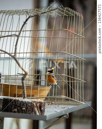 秩父三峰蕎麥麵館裡的野生鳥類 136427571