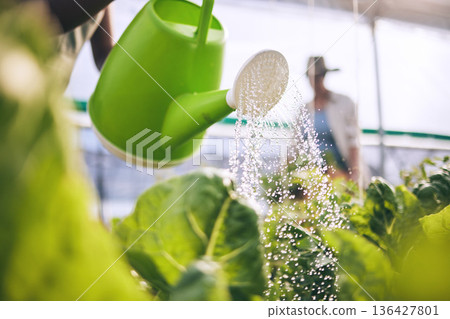 Water leaves, drops and agriculture with sustainability and health, greenhouse and wellness with agro business. Plants, healthy and clean, eco friendly and leaves with farming, industry and growth 136427801