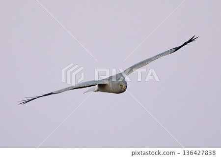 由翻譯提供支持 由翻譯提供支持 136427838