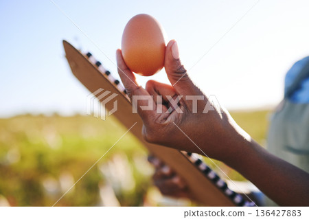 Hand of farmer in field with chickens, clipboard and egg, quality assurance and sustainable small business farming in Africa. Poultry farm inspection, checklist and person in countryside with grass. Hand of farmer in field with chickens, clipboard and egg, quality assurance and sustainable small business farming in Africa. Poultry farm inspection, checklist and person in countryside with grass. 136427883
