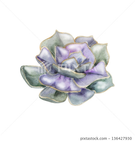 Echeveria, kalanchoe rosette succulent with layered purple pastel leaves. Isolated illustration hand drawn in watercolor. Modern botanical decor, packaging design, plant branding, minimalist wall art. 136427930