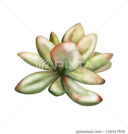 Sedum, echeveria or kalanchoe succulent with clustered fleshy leaves and soft texture. Isolated illustration hand drawn in watercolor. Ground cover plant guides, eco branding, botanical education. 136427939