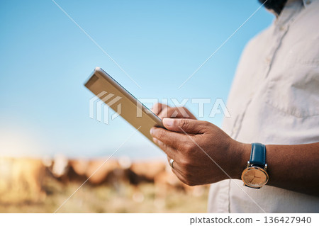 Man, hands and tablet in farming, agriculture or research for natural sustainability with animals in countryside. Closeup of male person on technology at farm with live stock or cattle for production 136427940