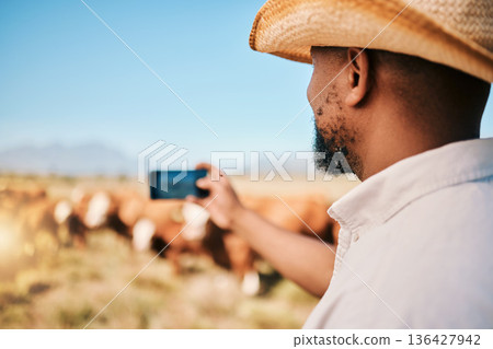 Cows, farmer or man on farm taking photography of livestock, agriculture or agro business in countryside. Picture, dairy production or person farming a cattle herd or animals on outdoor grass field 136427942