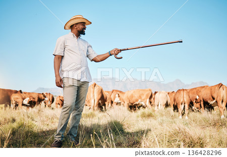 Cows, farmer pointing or black man on farm agriculture for livestock, sustainability or agro business in countryside. Smile, dairy production or person farming a cattle herd or animals on grass field 136428296