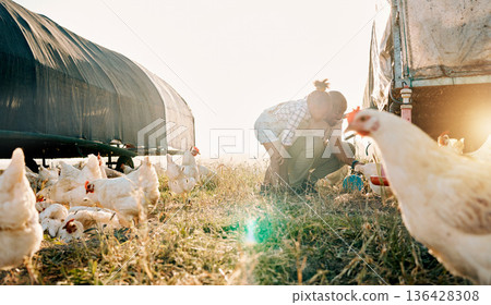 Chicken coop, farming and family with birds check outdoor for sustainability and agriculture. Dad, child and working together on farm field and countryside with support and care for animal livestock Chicken coop, farming and family with birds check outdoor for sustainability and agriculture. Dad, child and working together on farm field and countryside with support and care for animal livestock 136428308
