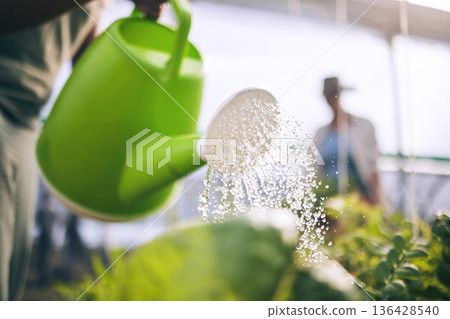 Water plants, drops and agriculture with sustainability and health, greenhouse and wellness with agro business. Leaves, healthy and clean, eco friendly and leaves with farming, industry and growth Water plants, drops and agriculture with sustainability and health, greenhouse and wellness with agro business. Leaves, healthy and clean, eco friendly and leaves with farming, industry and growth 136428540