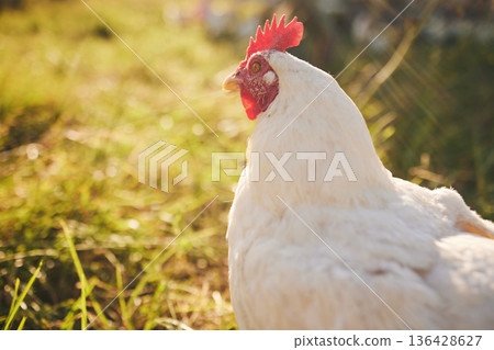 Nature, farming and chicken in grass with freedom in green countryside, free range agriculture and mockup. Poultry farm, sustainability and bird in field and animal with natural growth, space and sun 136428627