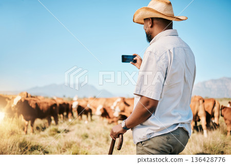 Agriculture, farmer or black man on farm taking photo of livestock or agro business in countryside. Picture, dairy production or African person farming cattle herd or cows on outdoor grass field Agriculture, farmer or black man on farm taking photo of livestock or agro business in countryside. Picture, dairy production or African person farming cattle herd or cows on outdoor grass field 136428776
